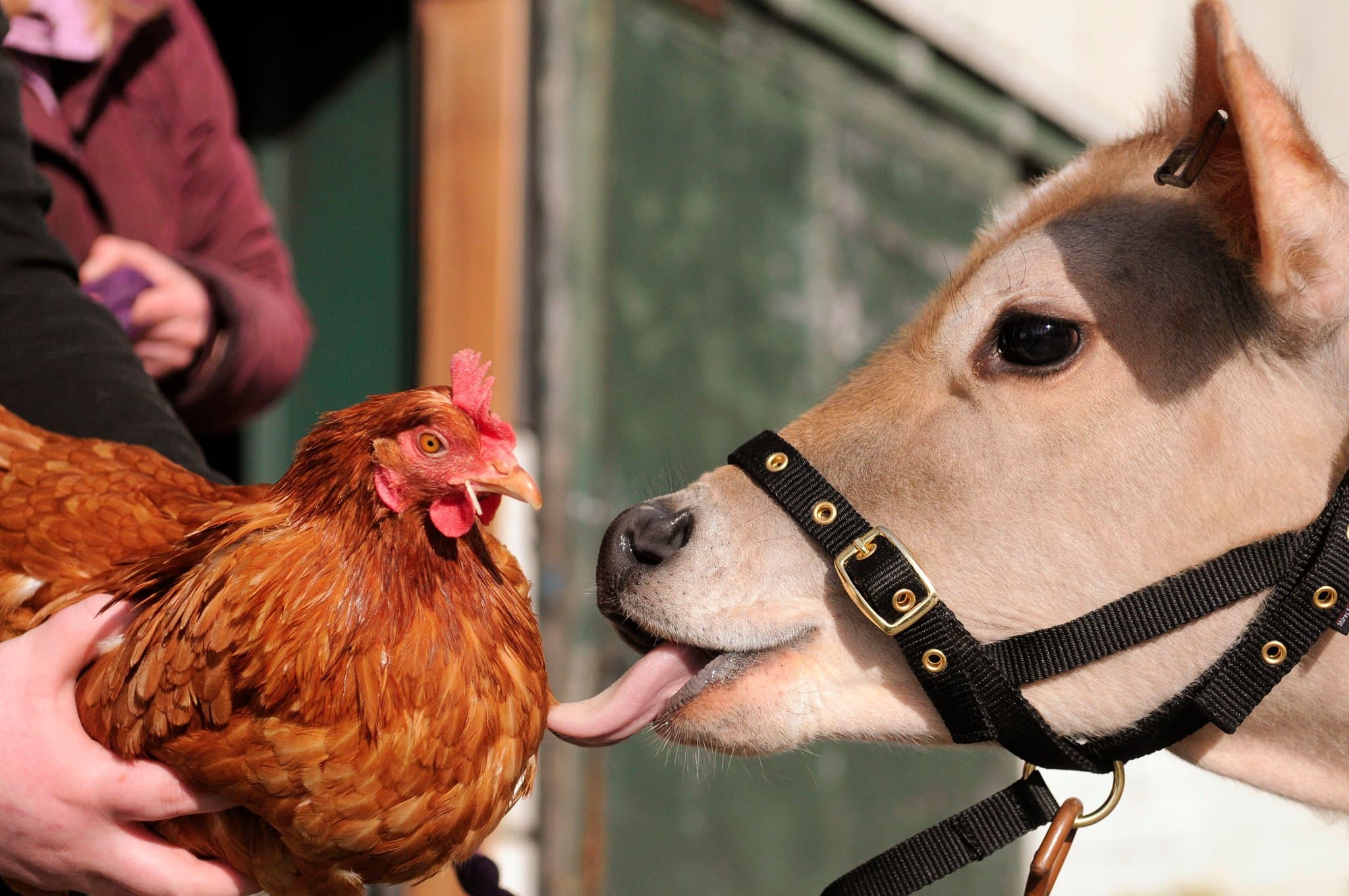 Farmer Parr's Animal World