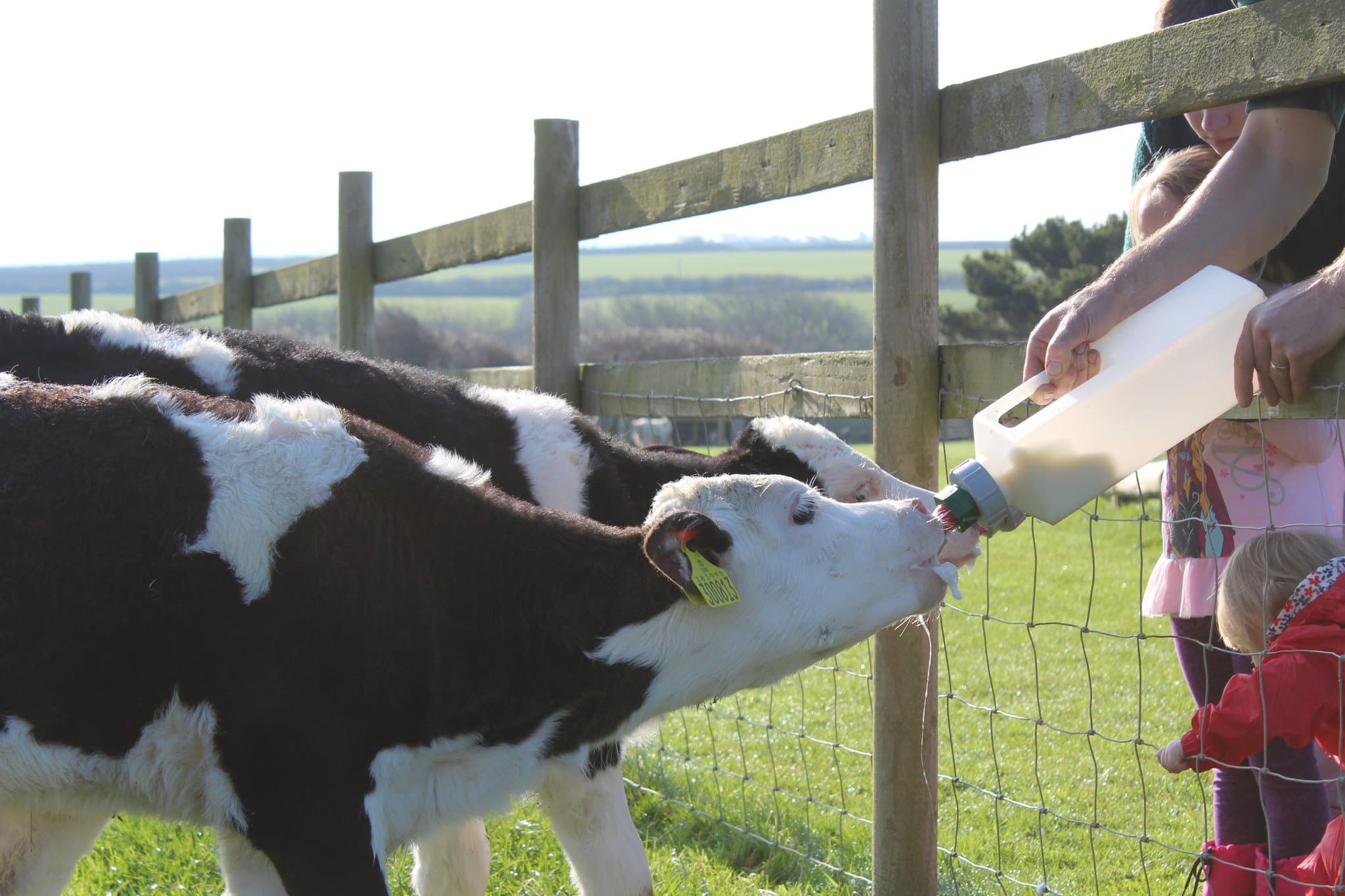 MacDonalds Farm - Photo