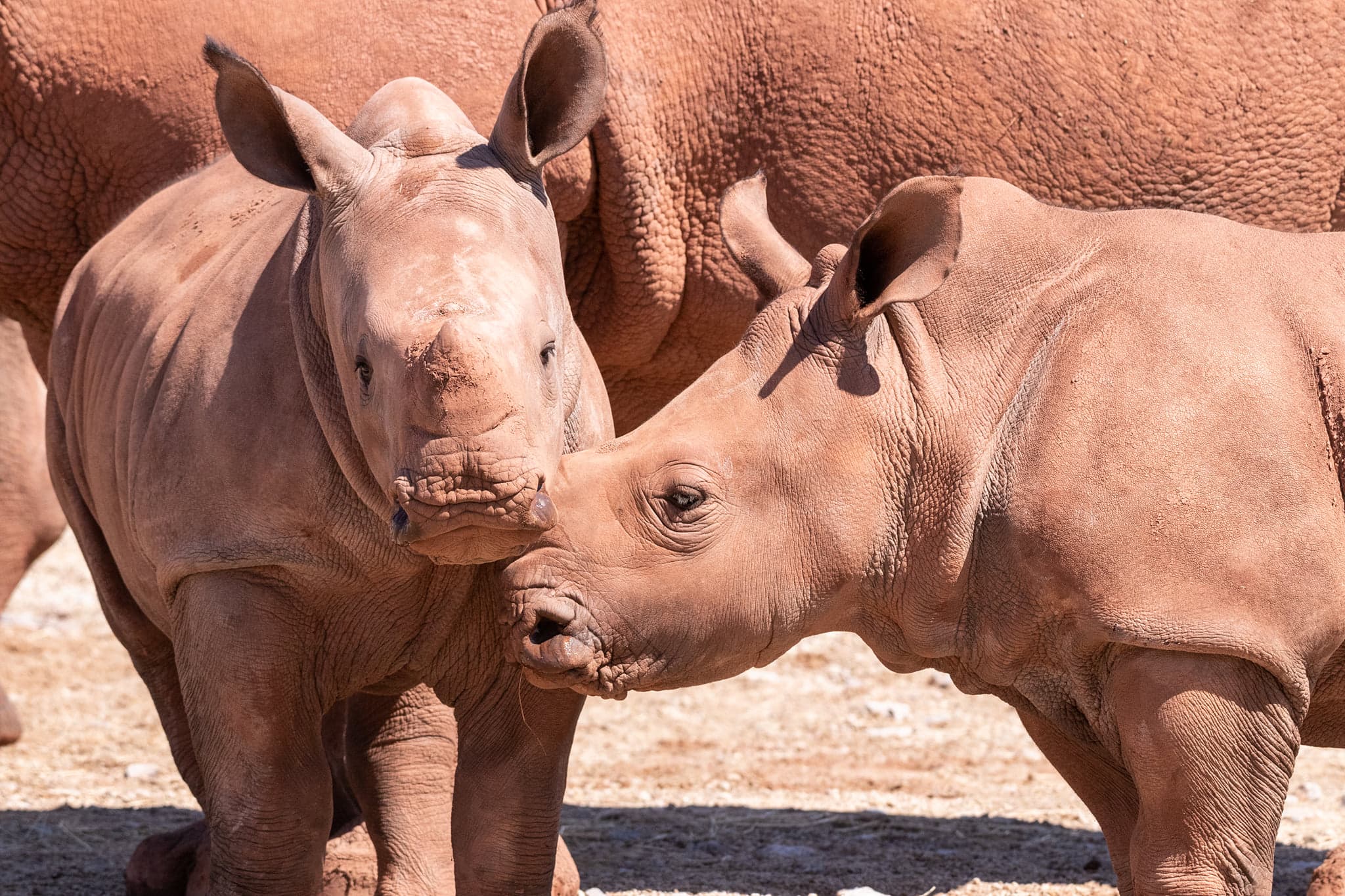 South Lakes Safari Zoo - Photo