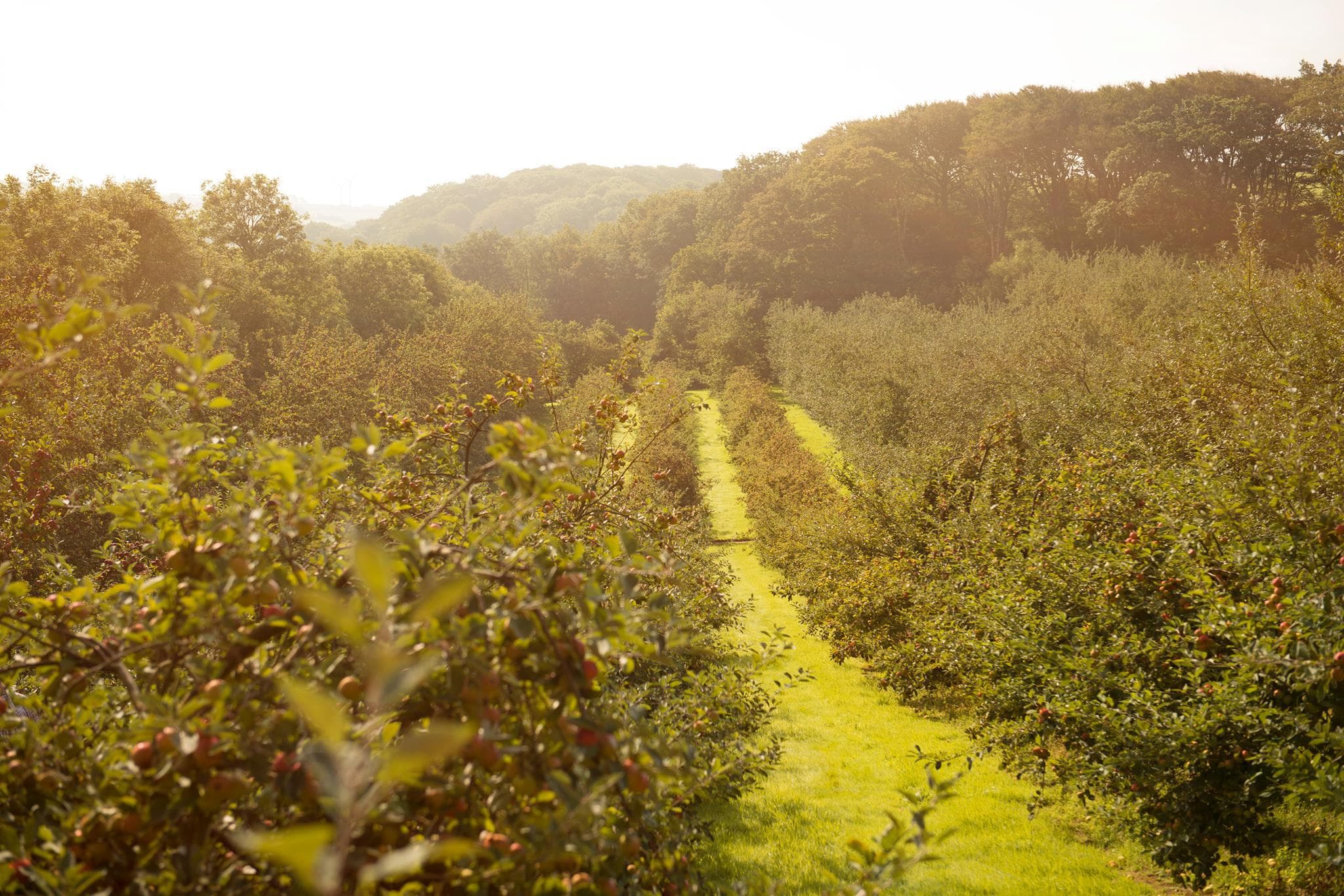 Healeys Cornish Cyder Farm