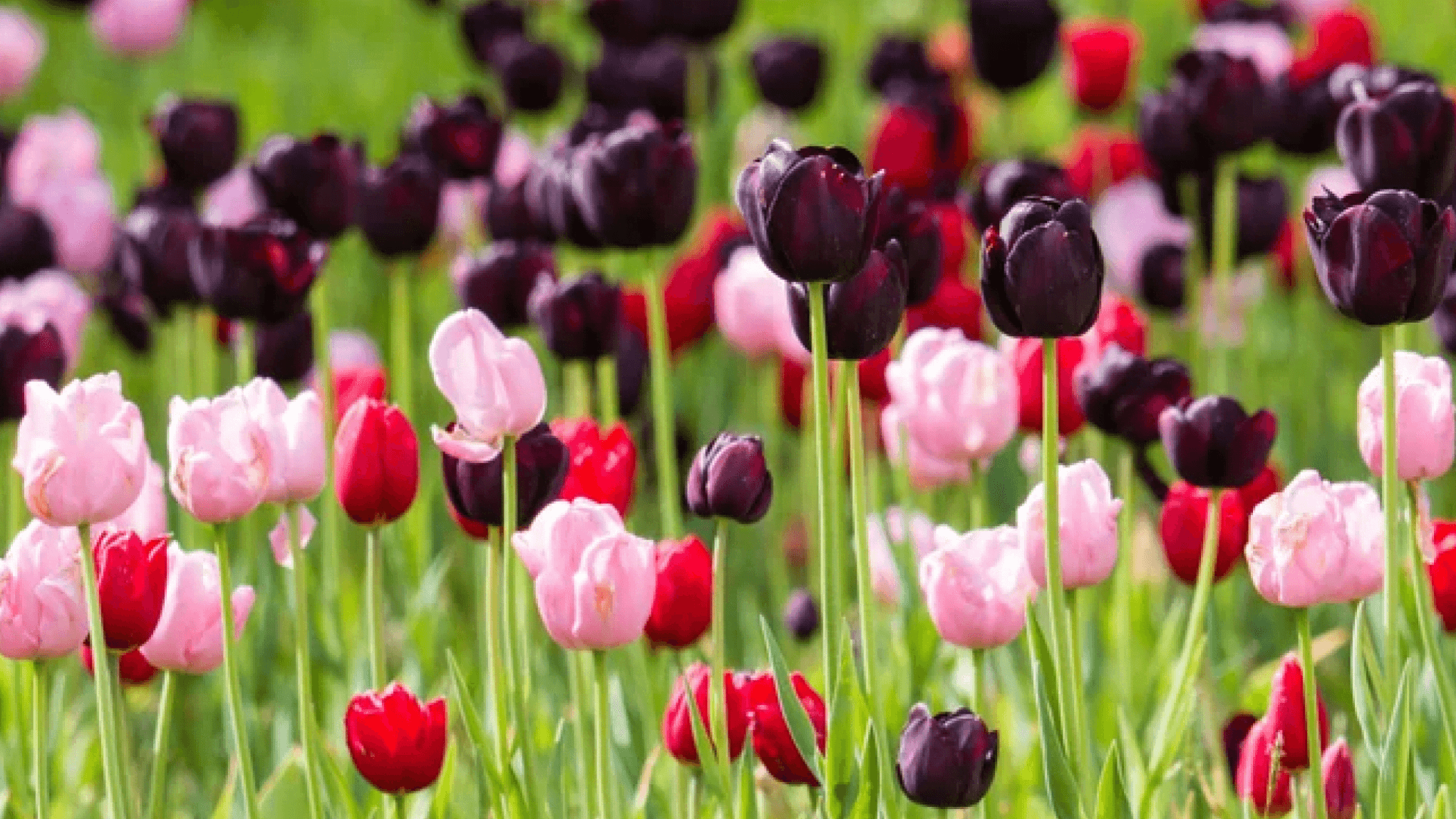 Emmetts Garden - Photo