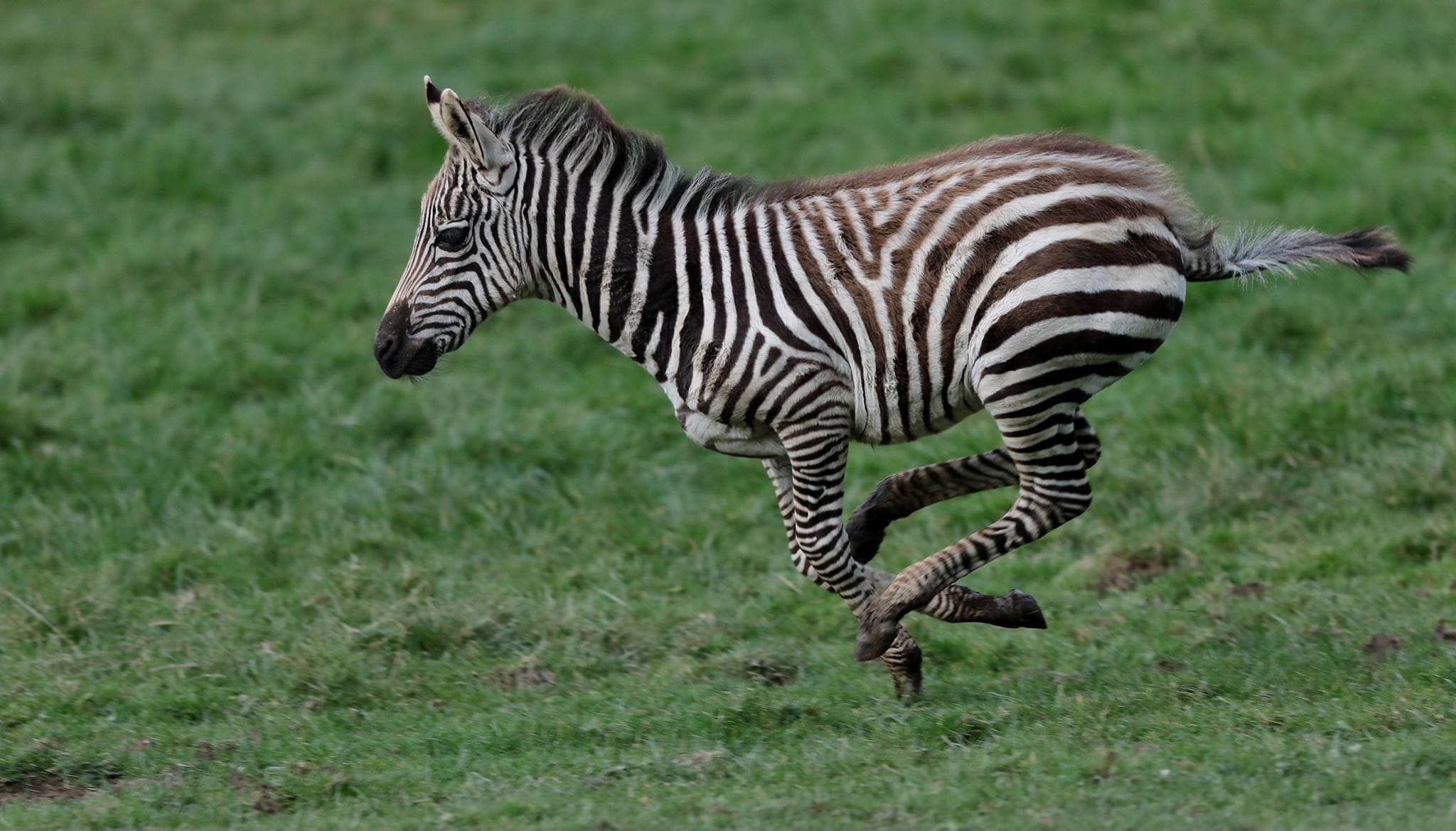 Lake District Wildlife Park - Photo