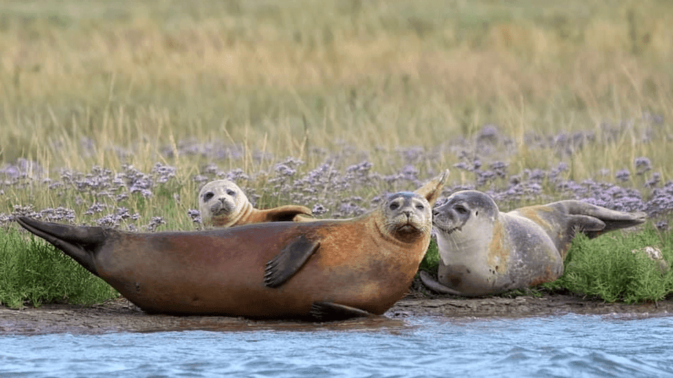 Seal Watching Harwich