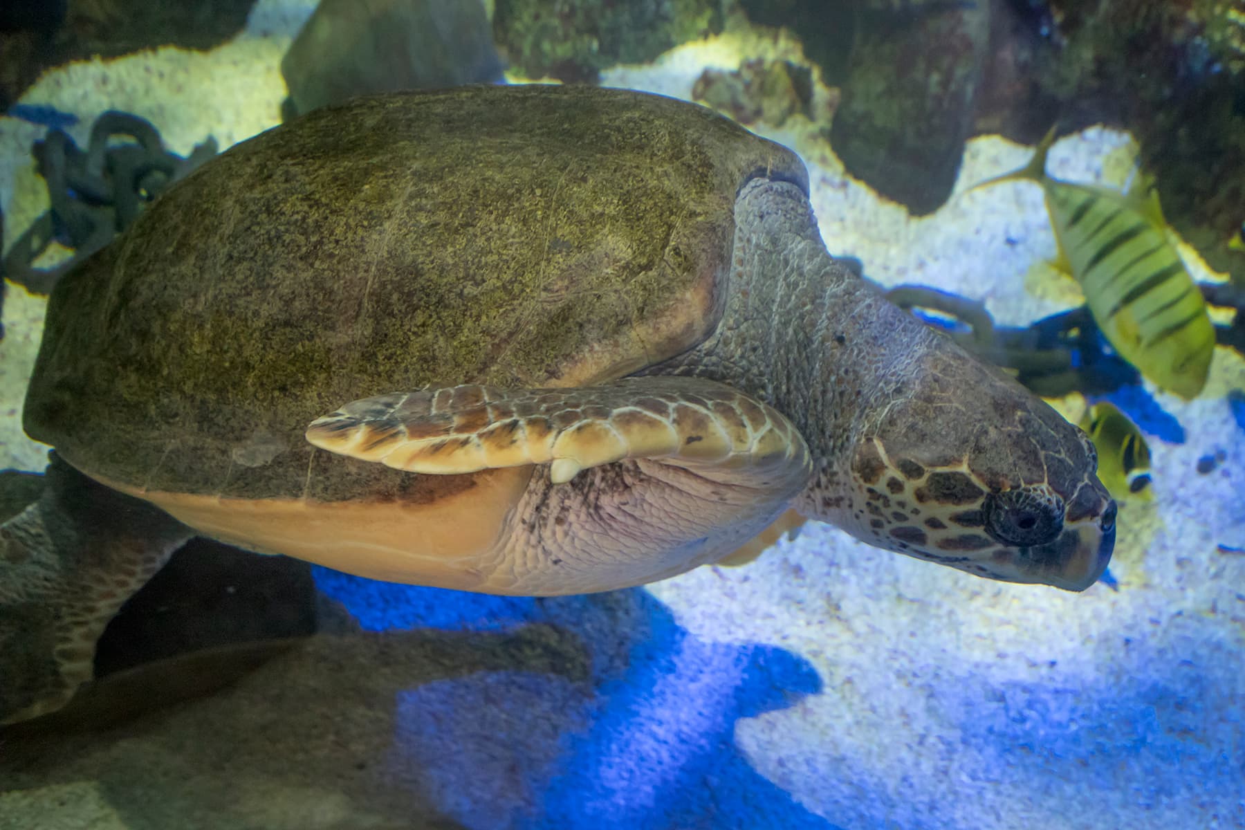 SEA LIFE Scarborough - Photo