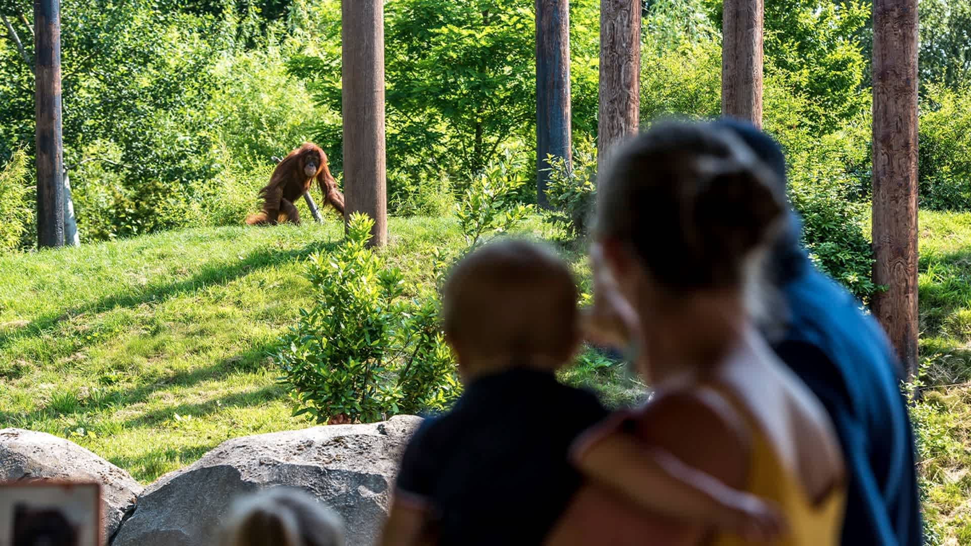 Chester Zoo