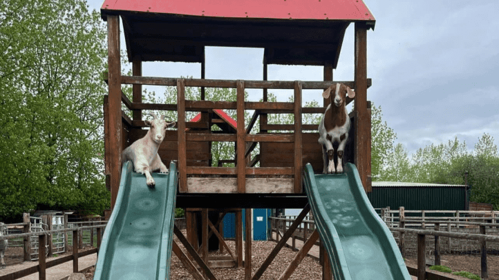 Walnut Tree Farm Park - Photo