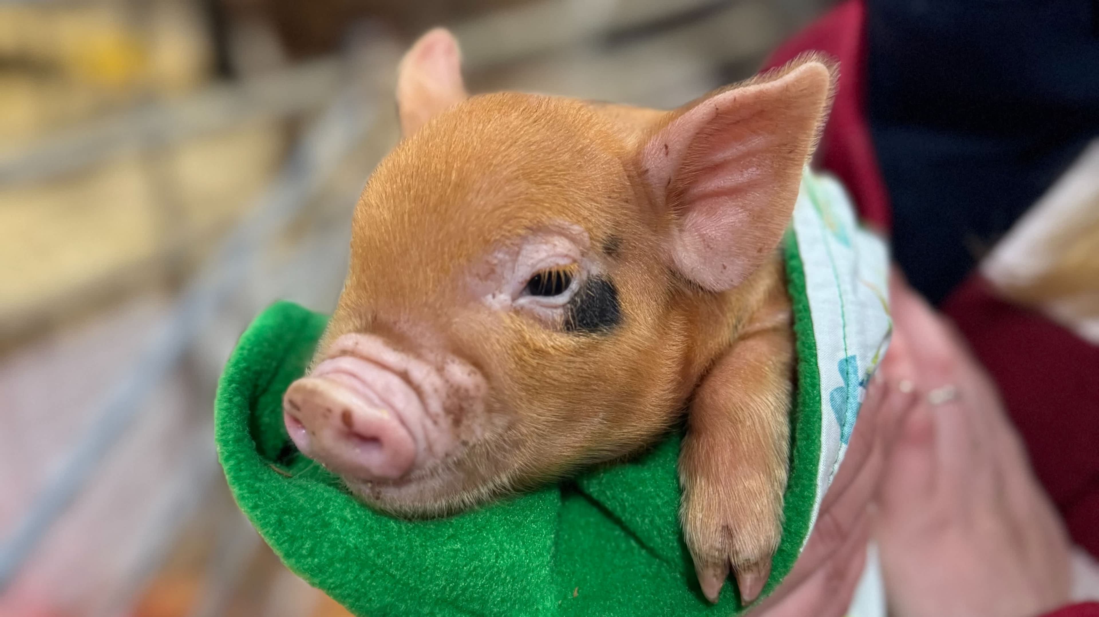 Cockfields Farm - Photo 1