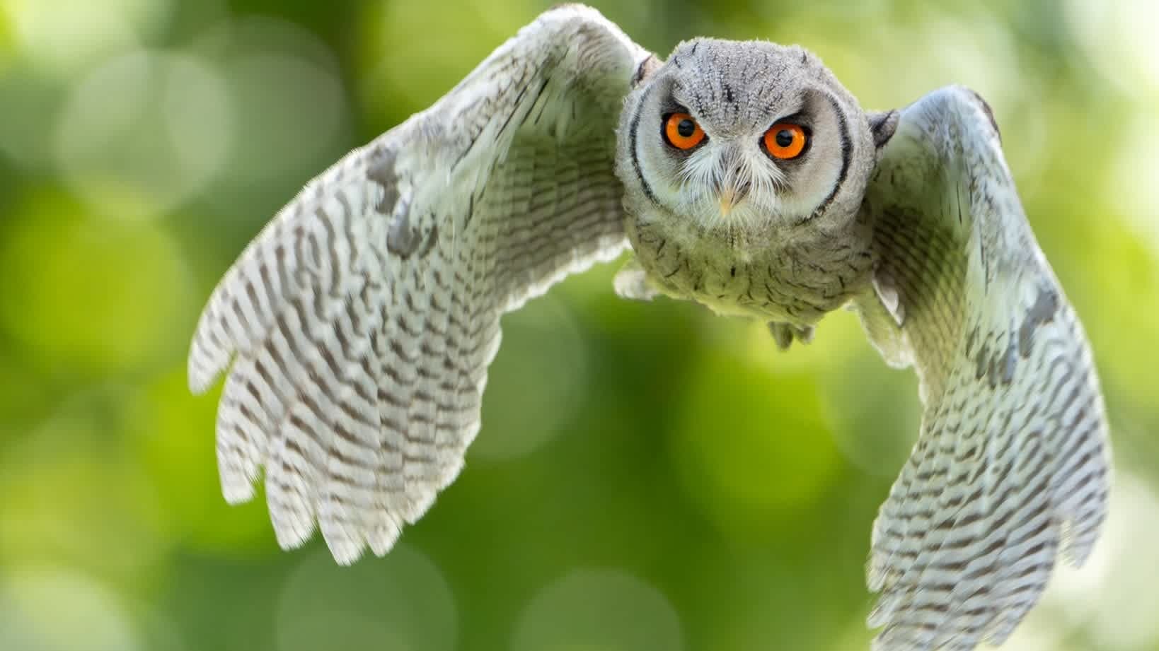 Screech Owl Sanctuary