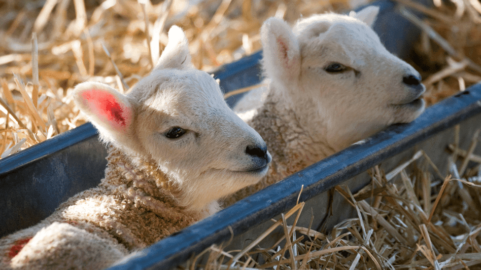 Foxholes Farm