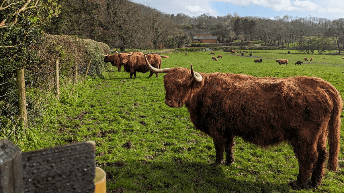Lizzie's Farm - Photo