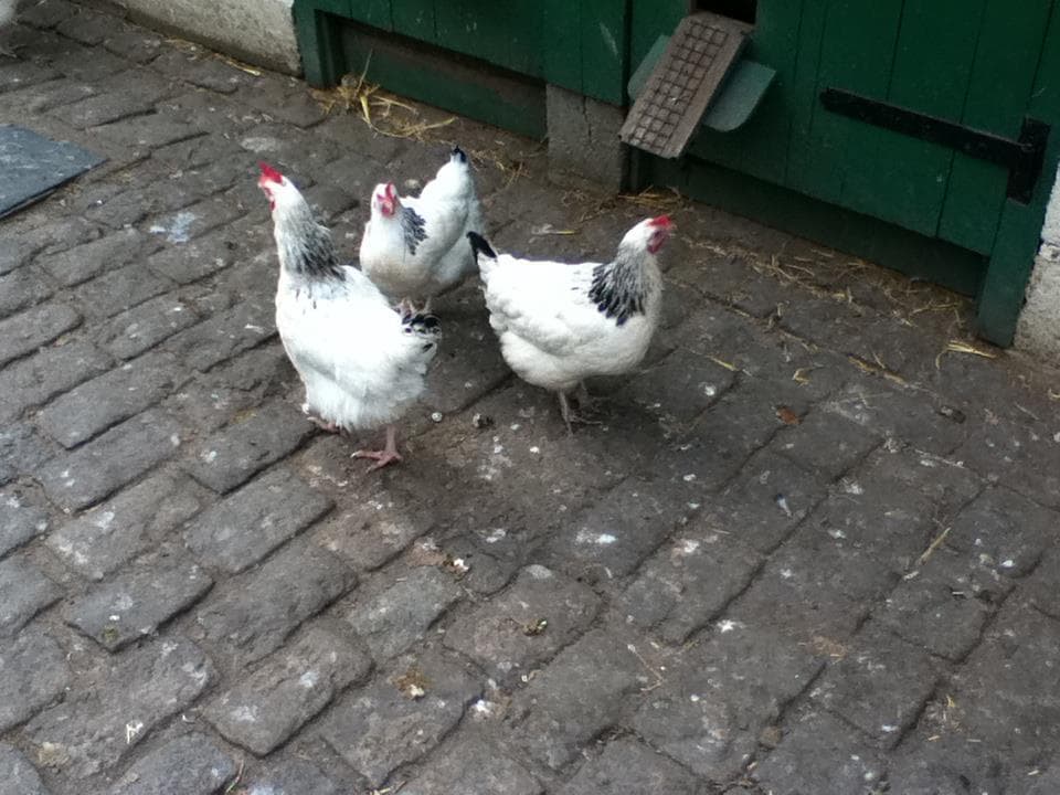 Hackney City Farm - Photo