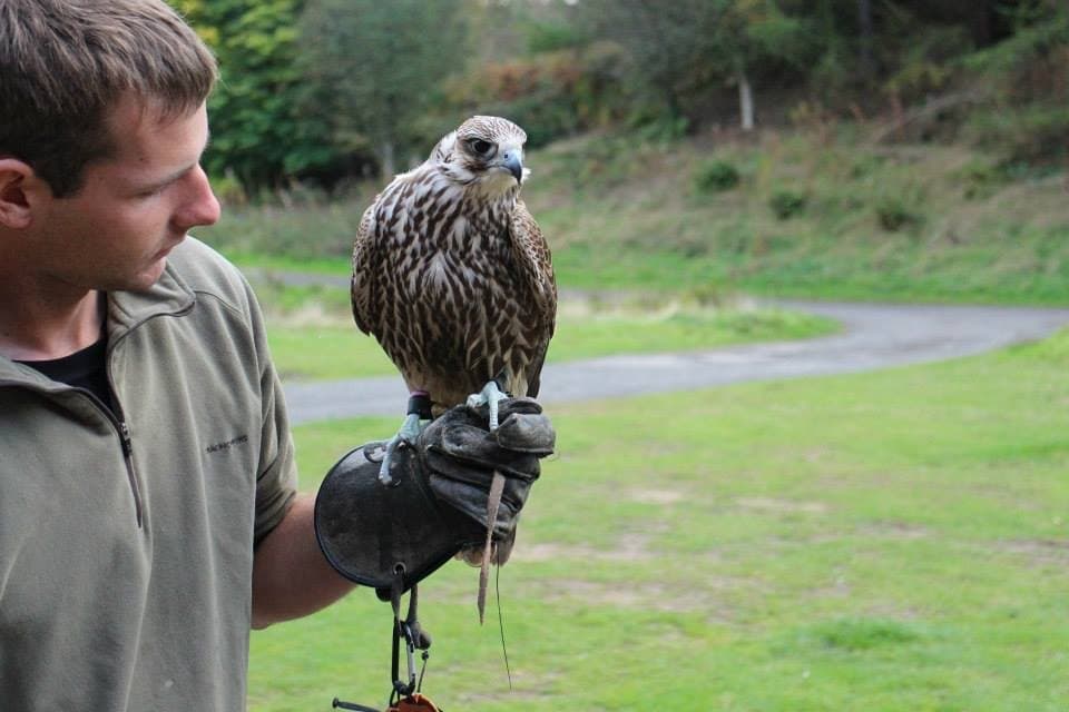 North East Falconry - Photo