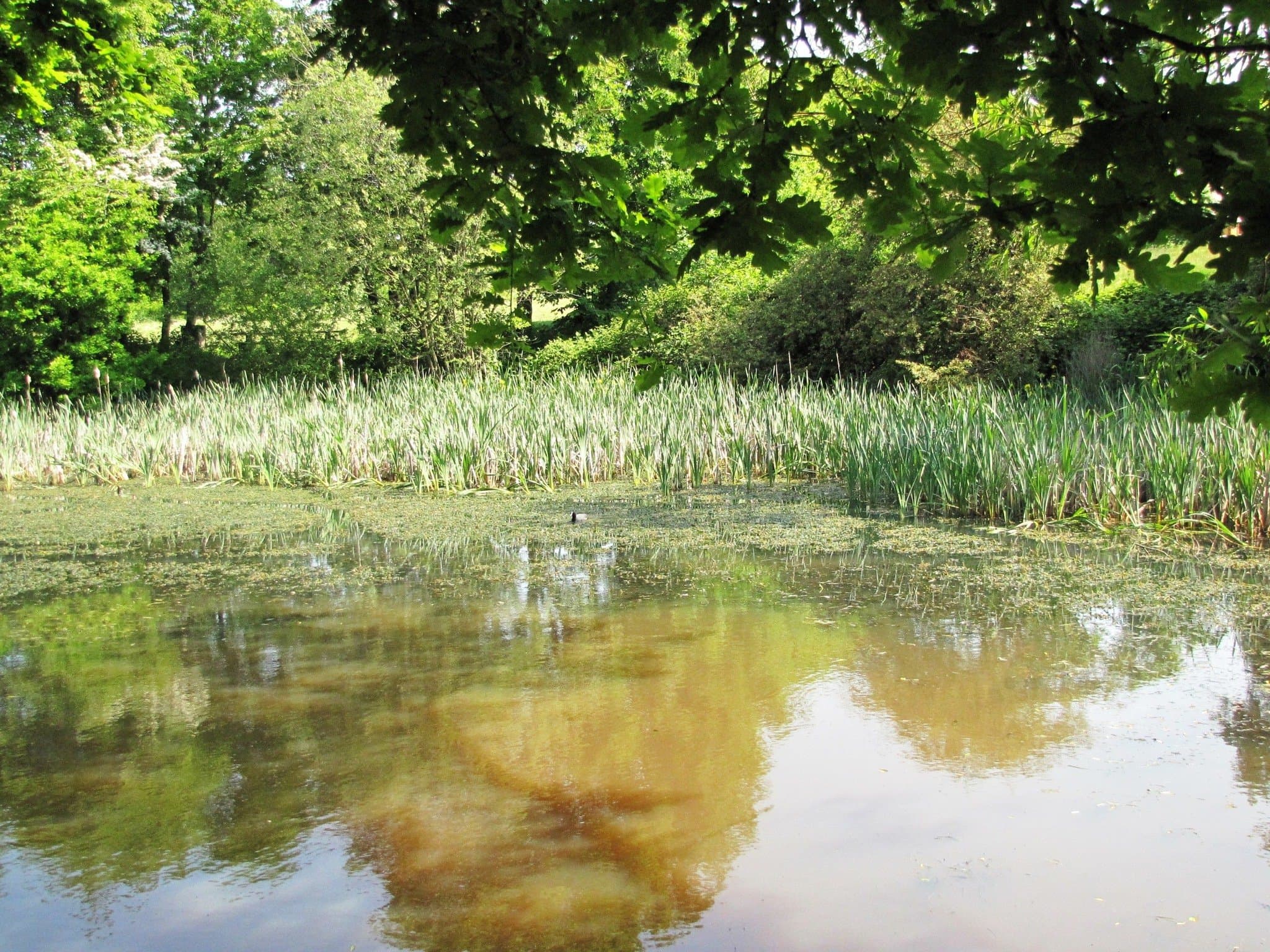 Pope's Meadow - Photo