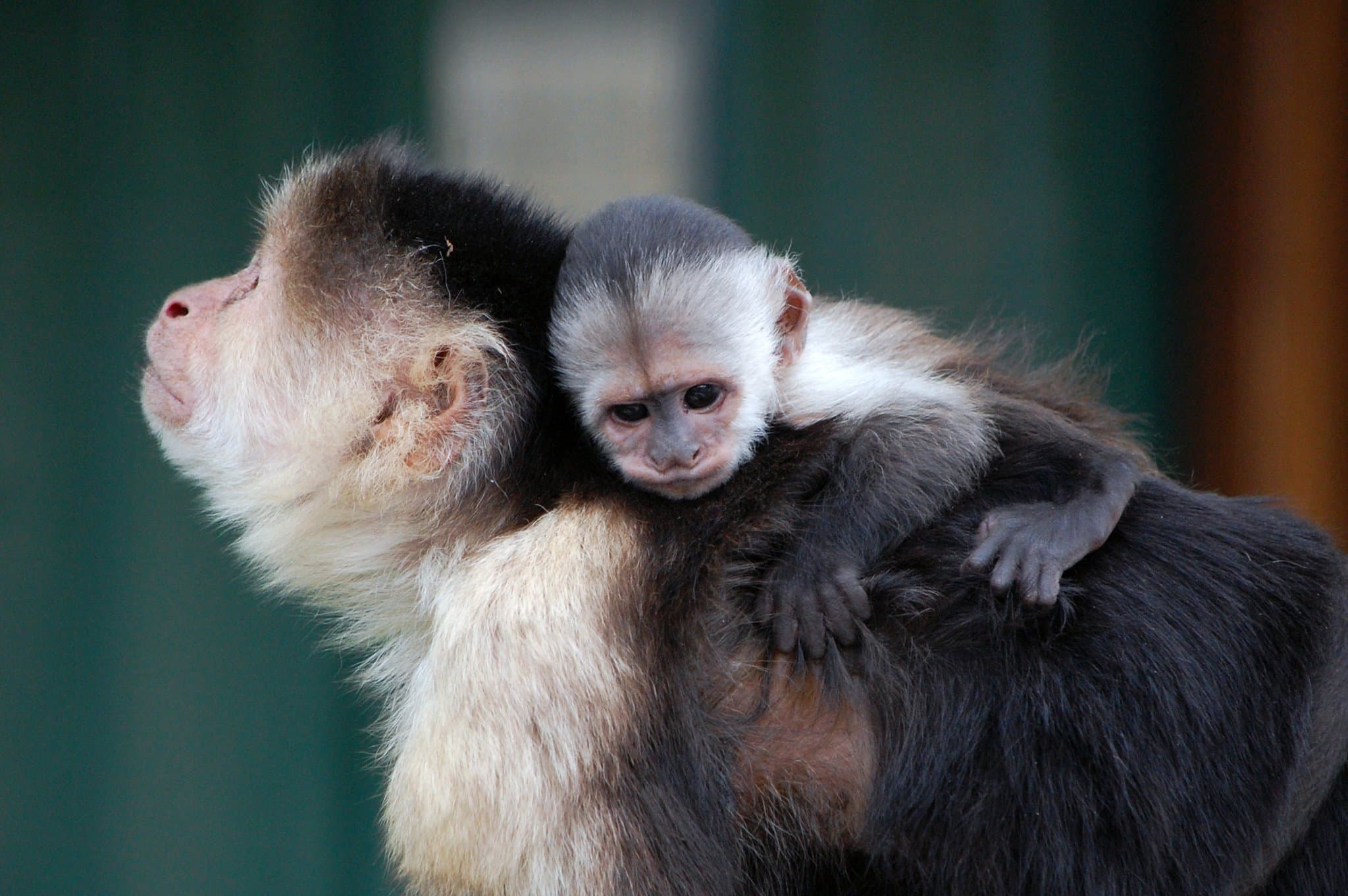 Monkey Haven