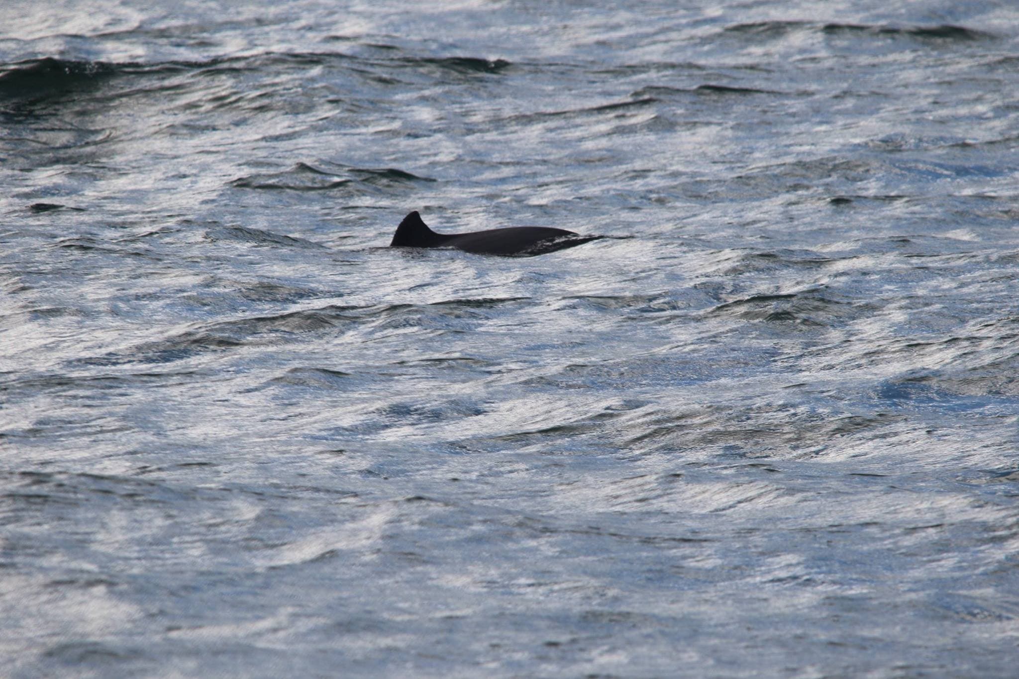 Whitby Whale Watching Centre - Photo