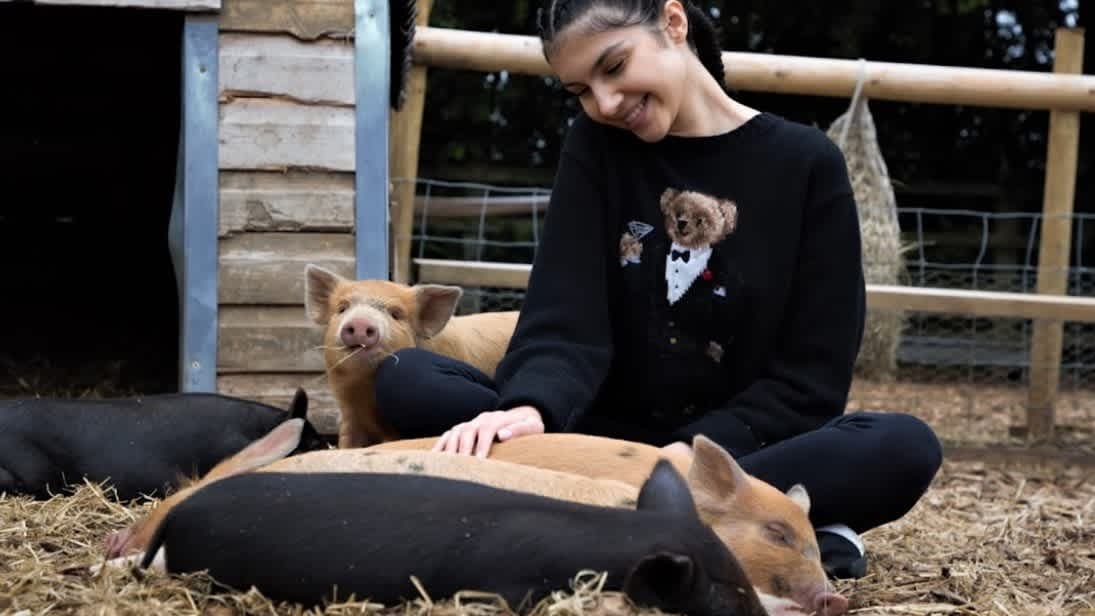 Piggy Pet and Play - Photo