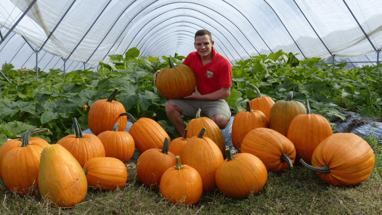 Cairnie Fruit Farm Pumpkin Patch