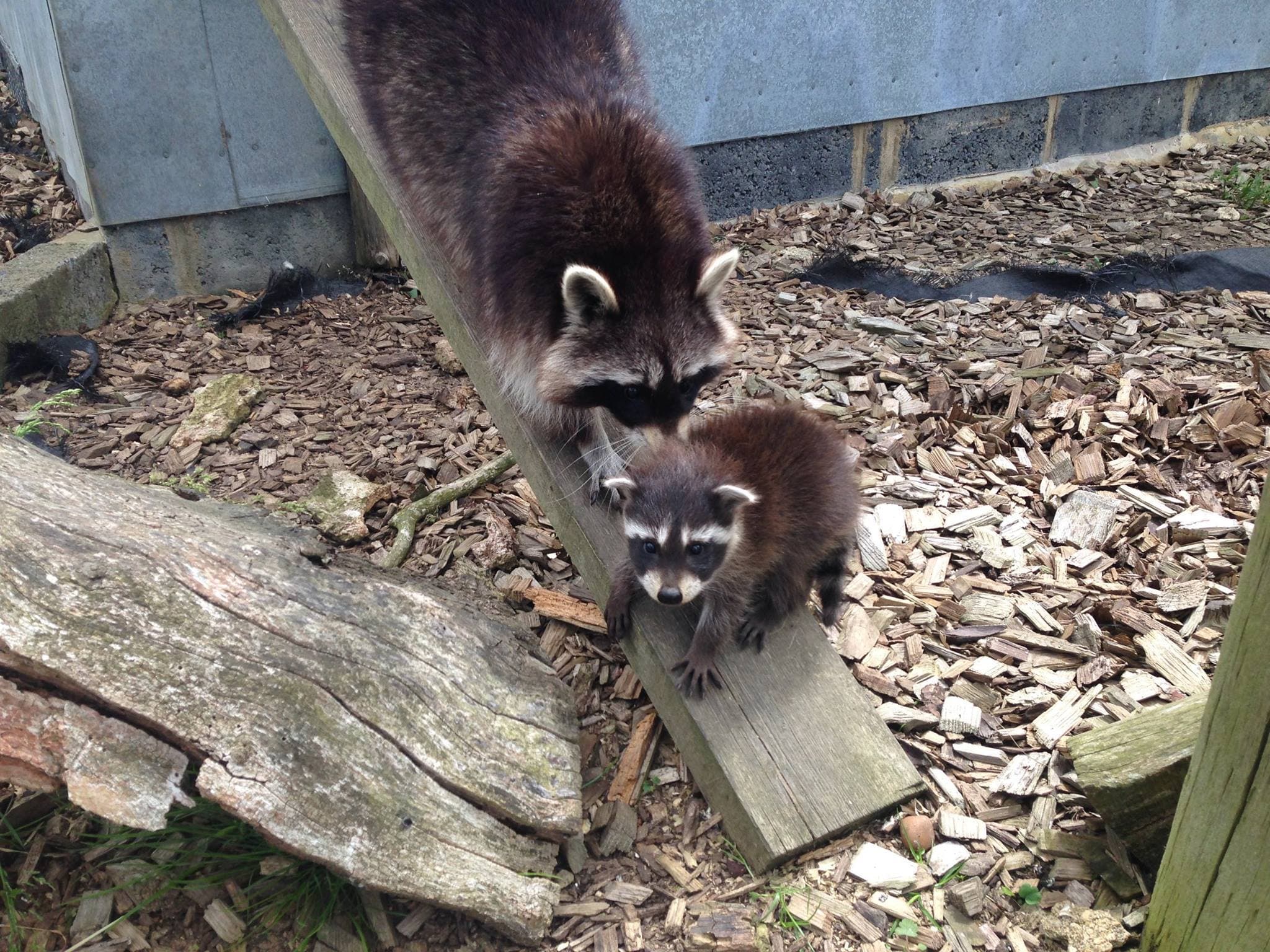 Hamerton Zoo Park - Photo