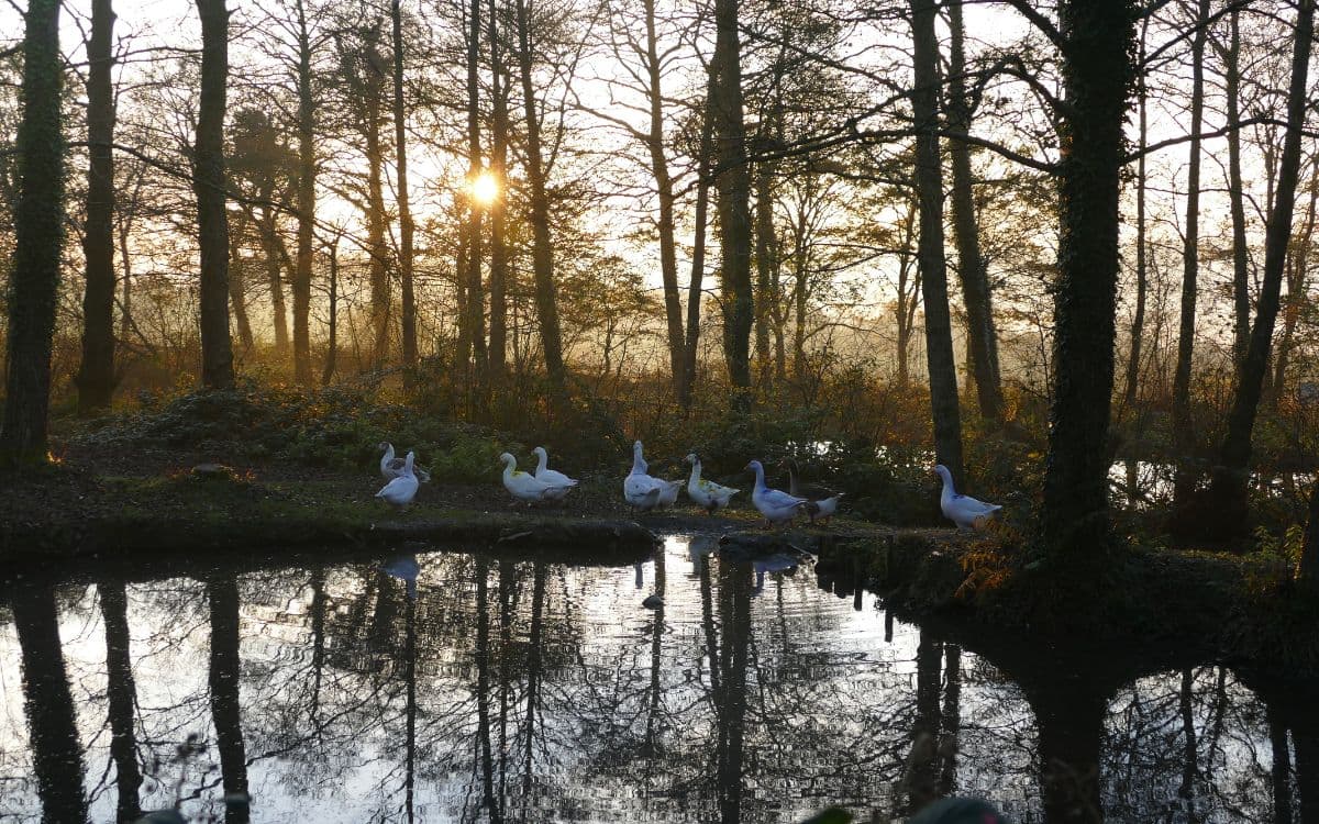 Ferne Animal Sanctuary - Photo