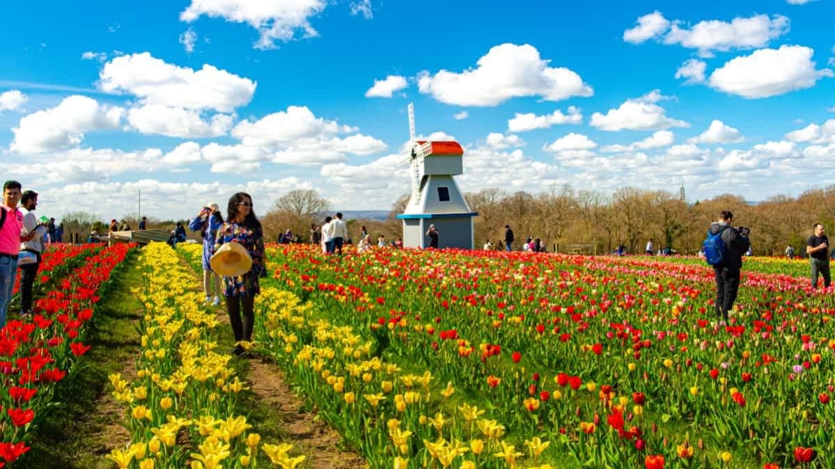 Tulleys Tulip Gardens - Photo