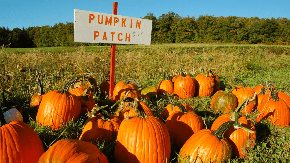Laganvale Farm Pumpkin Days - Photo 1