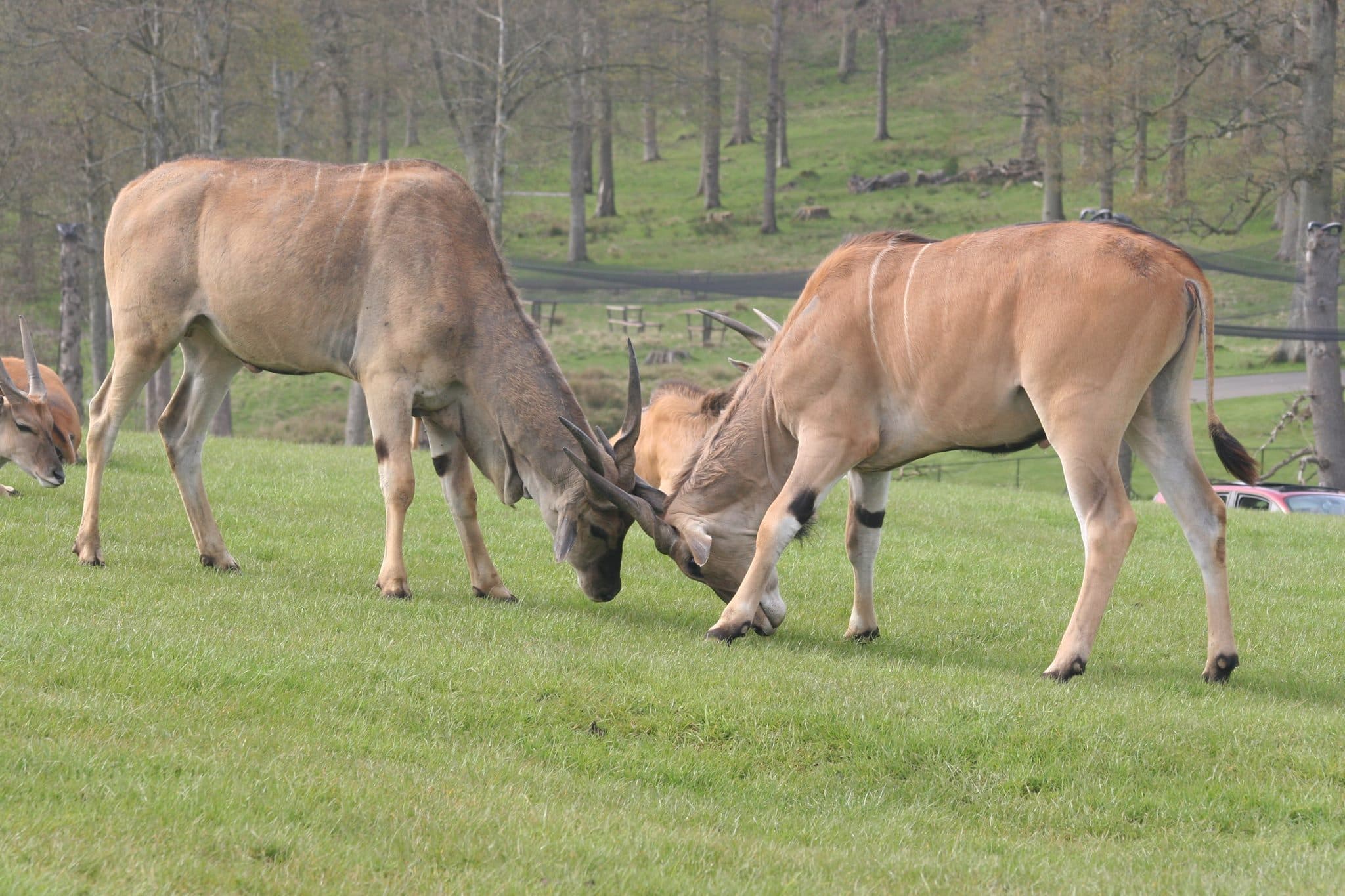 Longleat Safari and Adventure Park - Photo