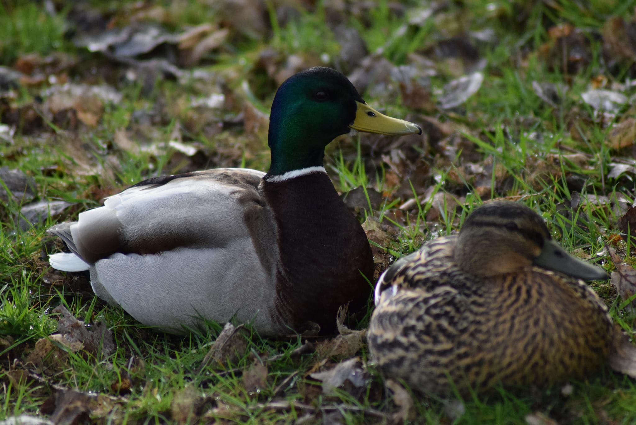 Draycote Water Country Park - Photo
