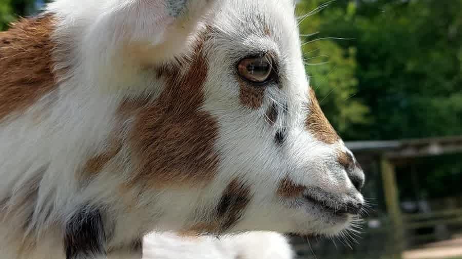 Totnes Rare Breeds Farm - Photo