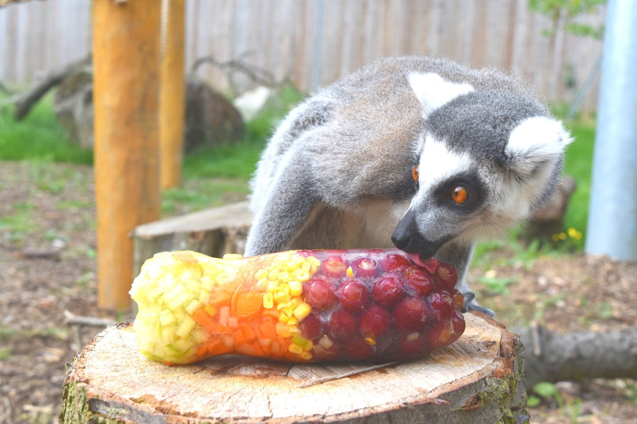 Hanwell Zoo