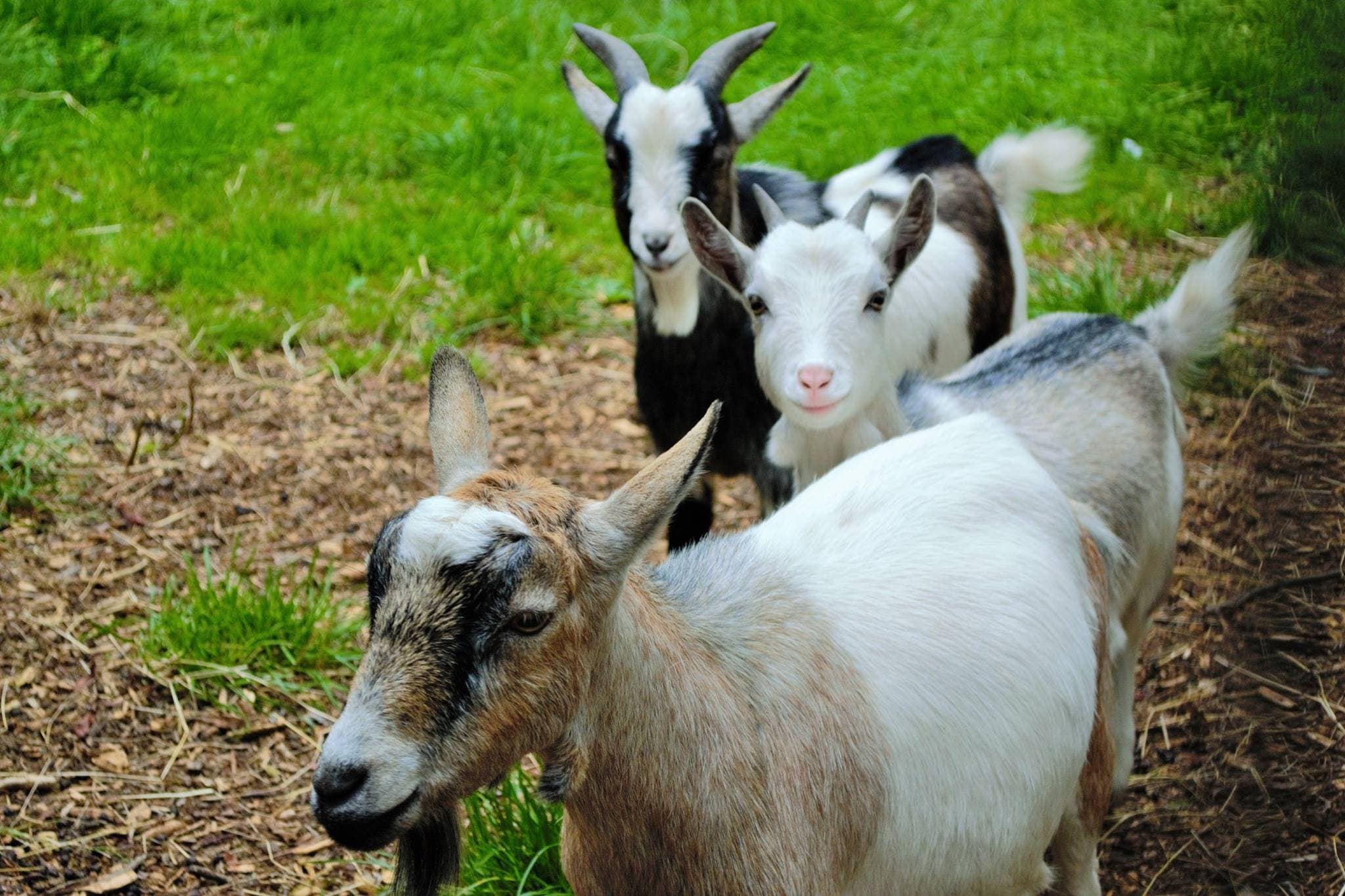 Greenacres Animal Park - Photo