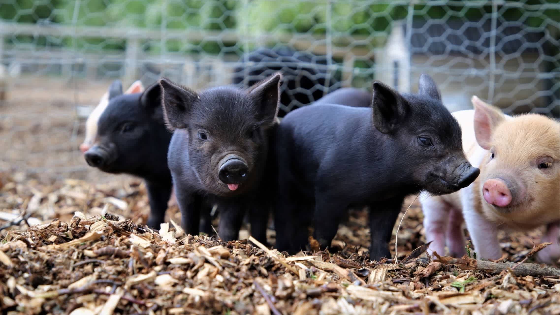 Kew Little Pigs - Photo