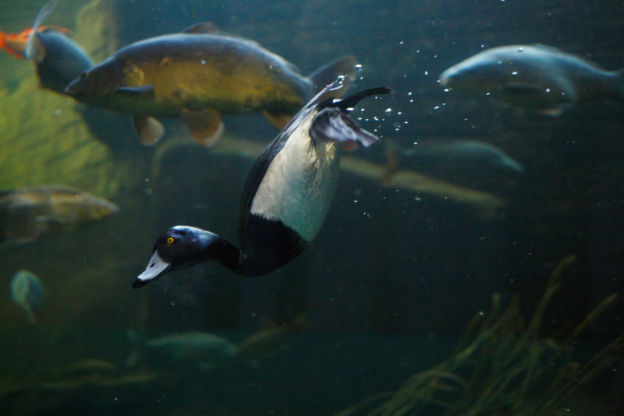 Lakes Aquarium - Photo