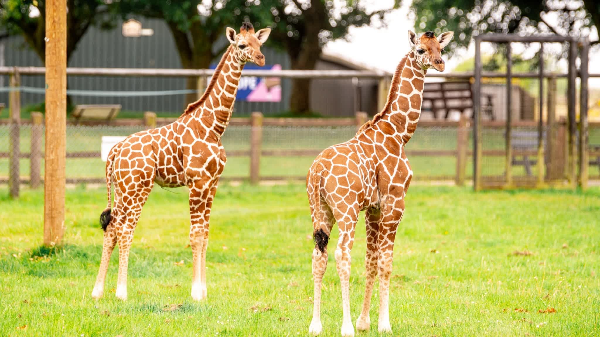 Whipsnade Zoo