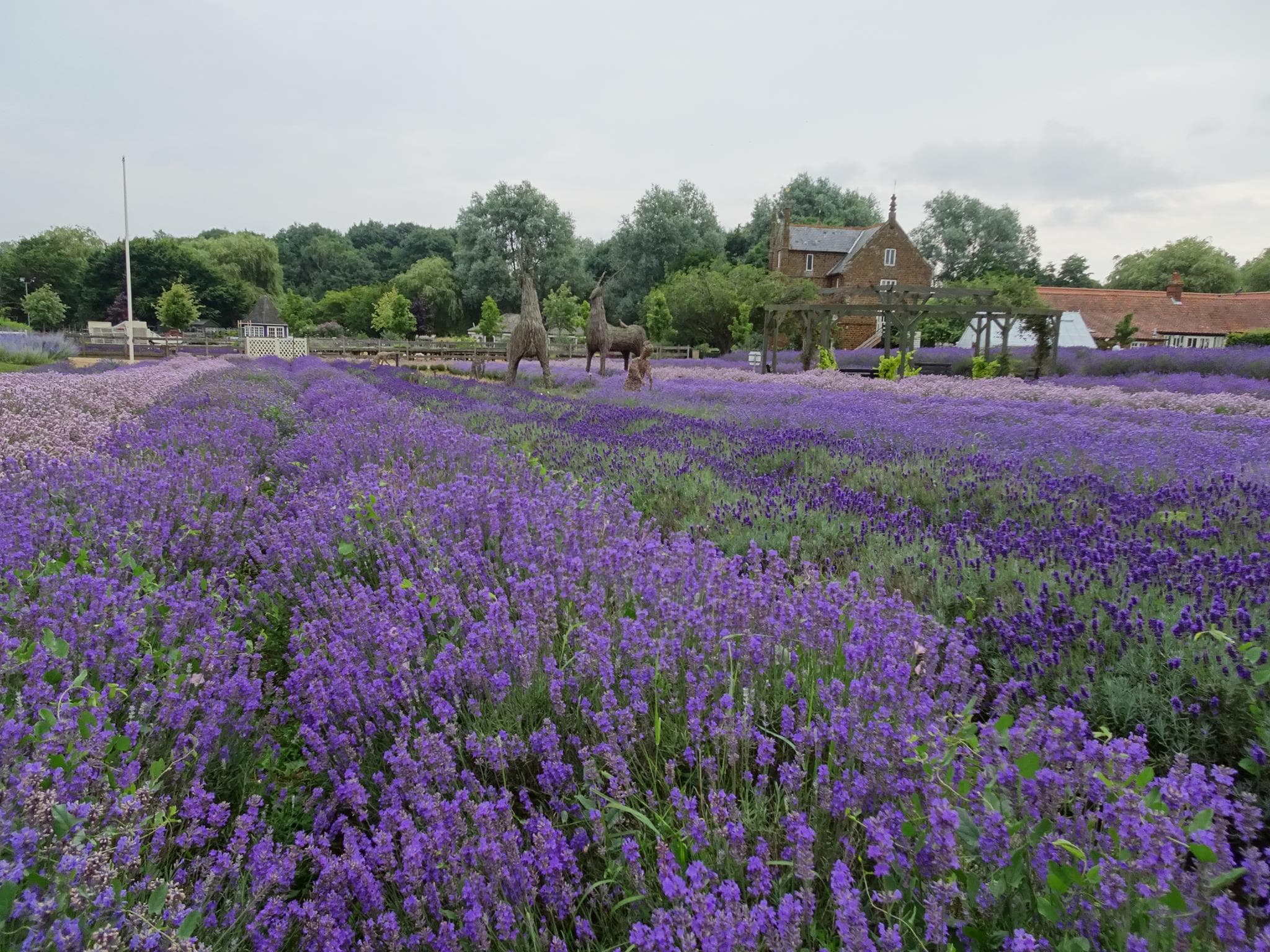 Norfolk Lavender