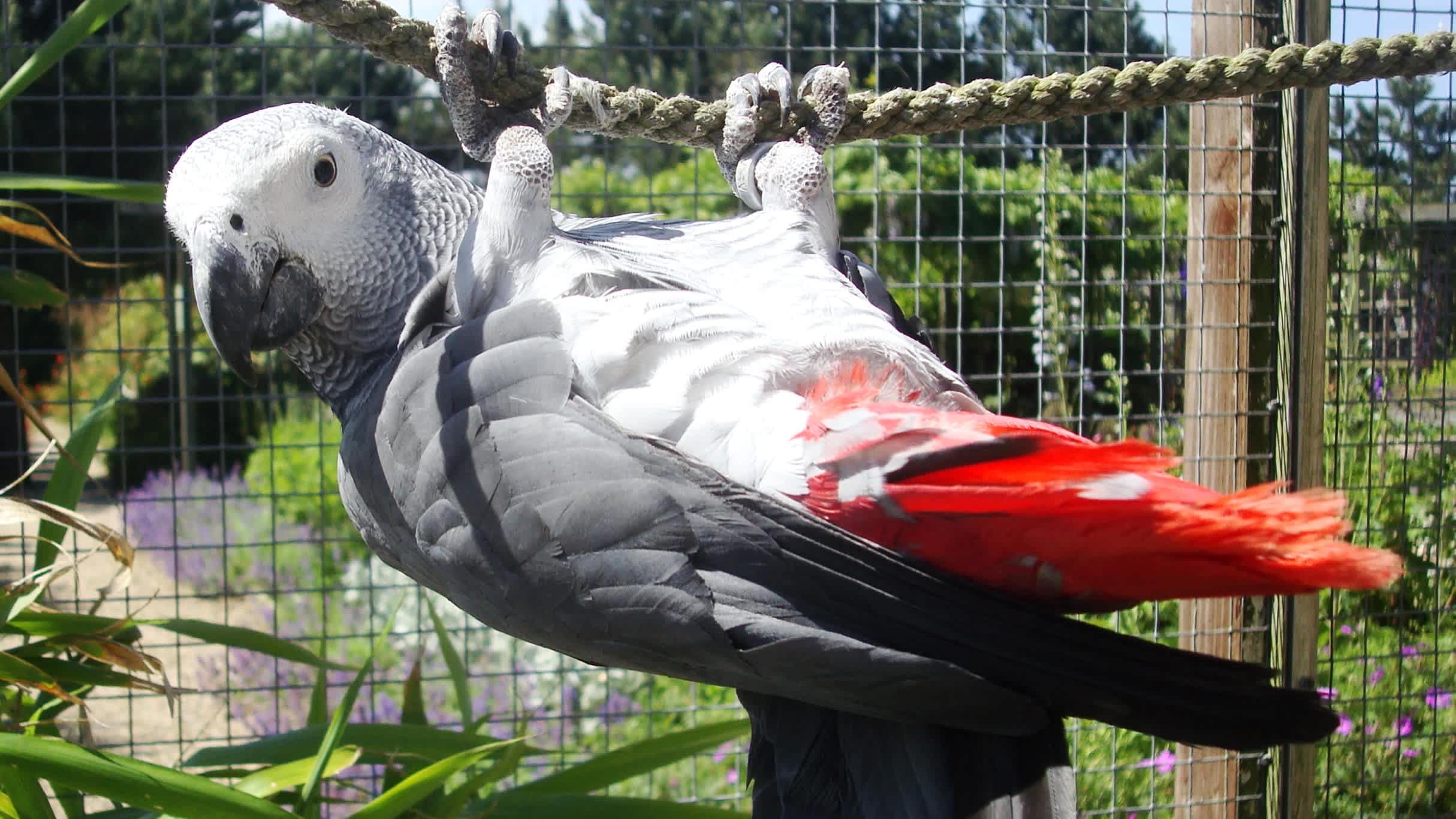 Filey Bird Garden and Animal Park - Photo