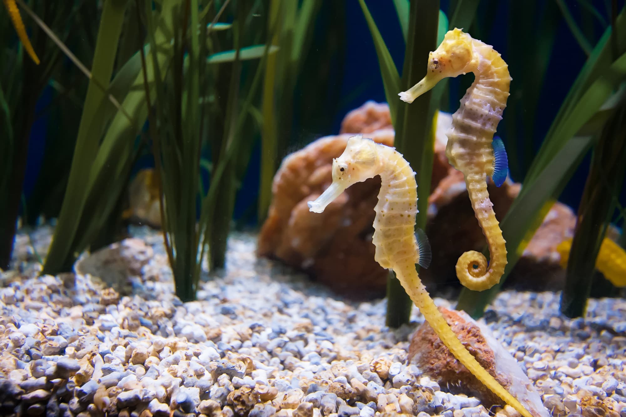 Hastings Aquarium - Photo