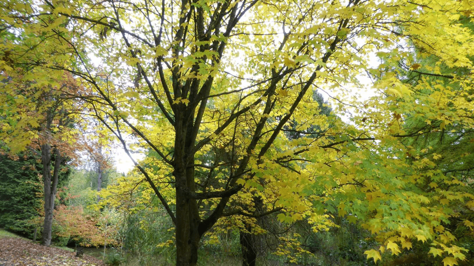 Bodenham Arboretum - Photo