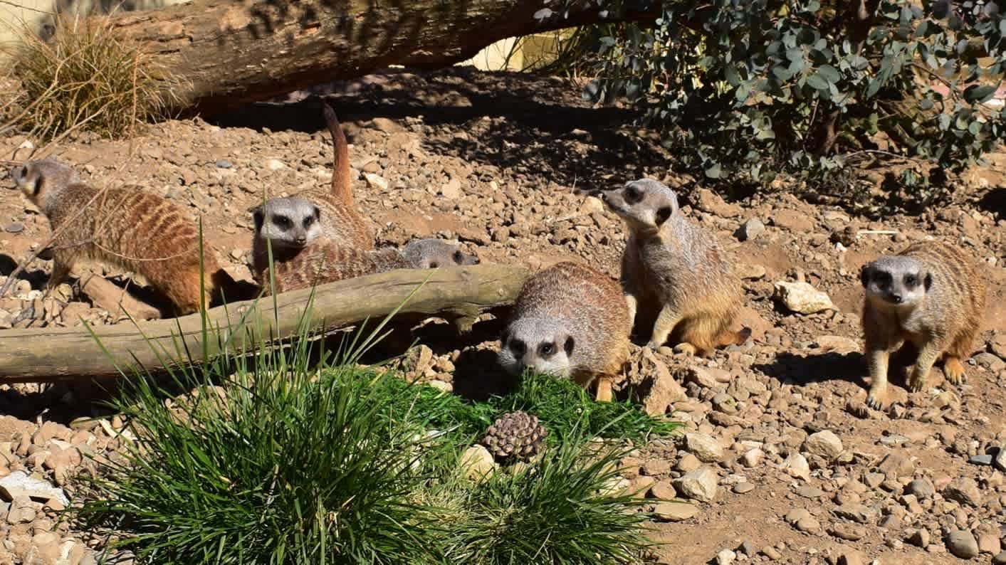 Filey Bird Garden and Animal Park - Photo