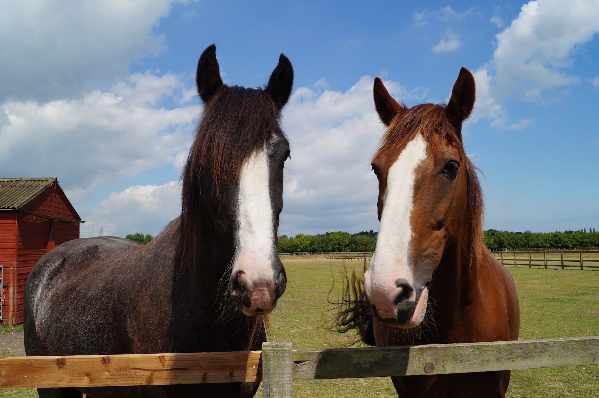 Redwings Horse Sanctuary Caldecott - Photo