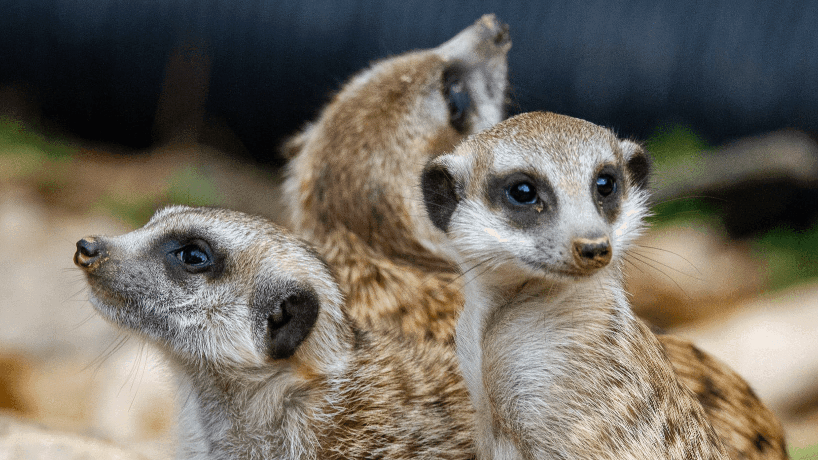 Lee Valley Animal Adventure Park - Photo