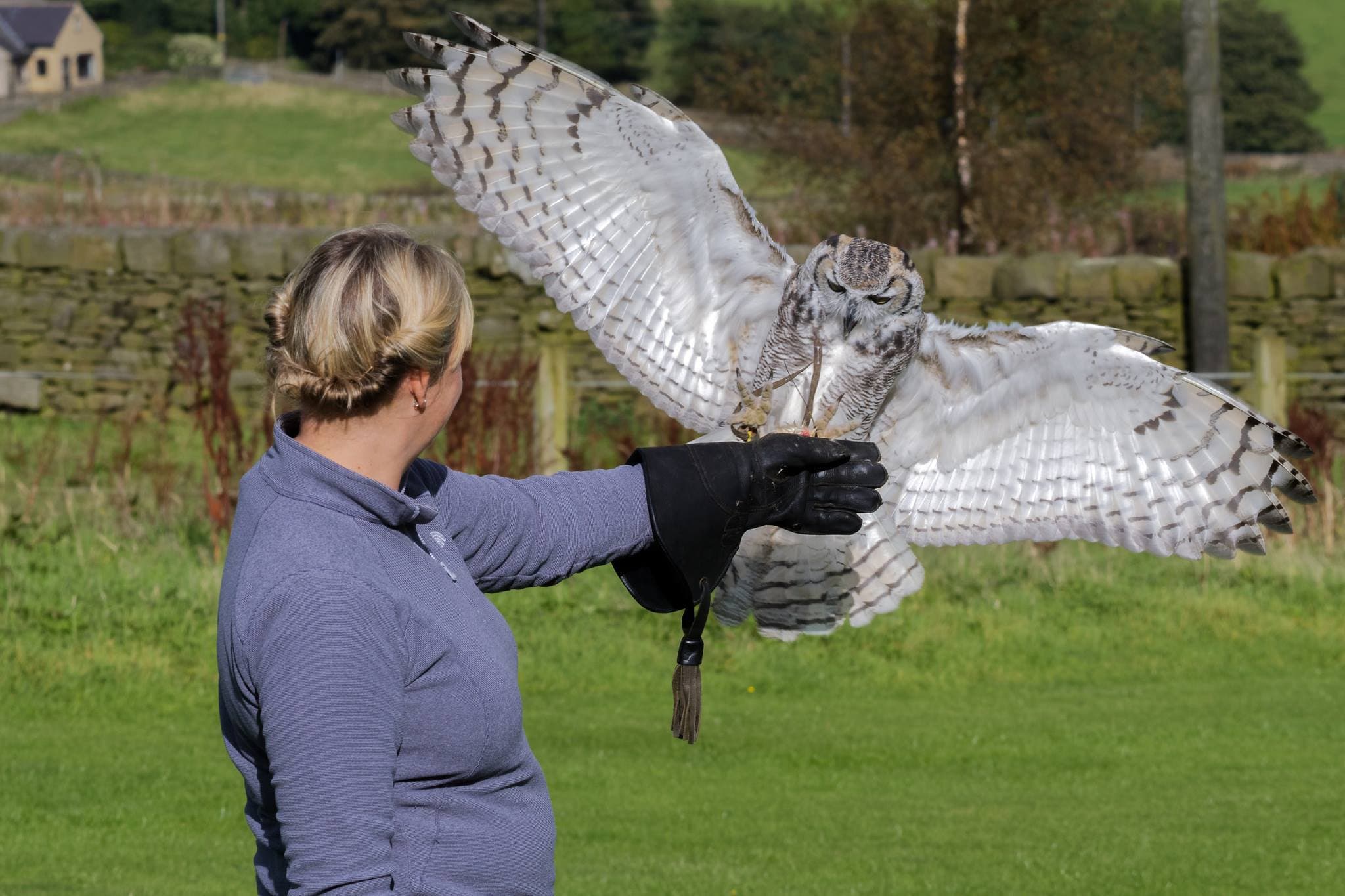 SMJ Falconry - Photo 1