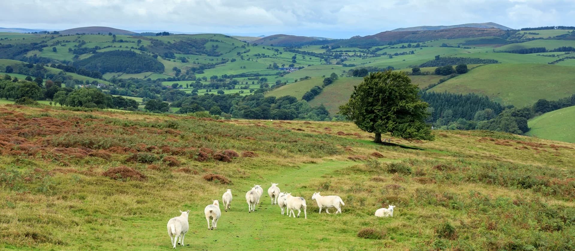 Carding Mill Valley and Long Mynd - Photo