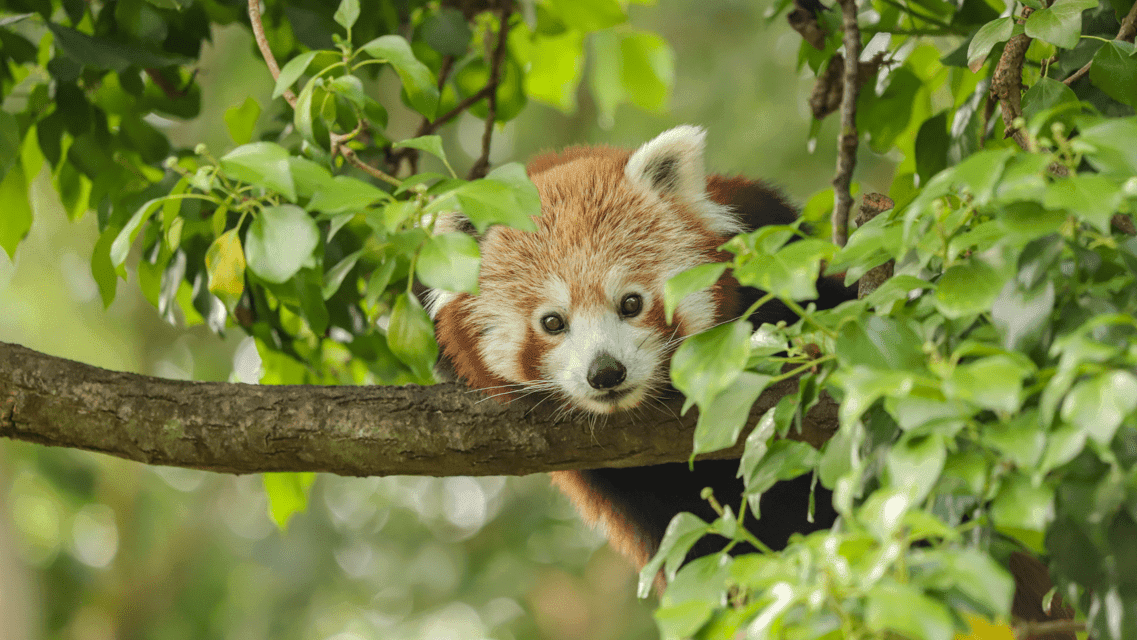 Newquay Zoo