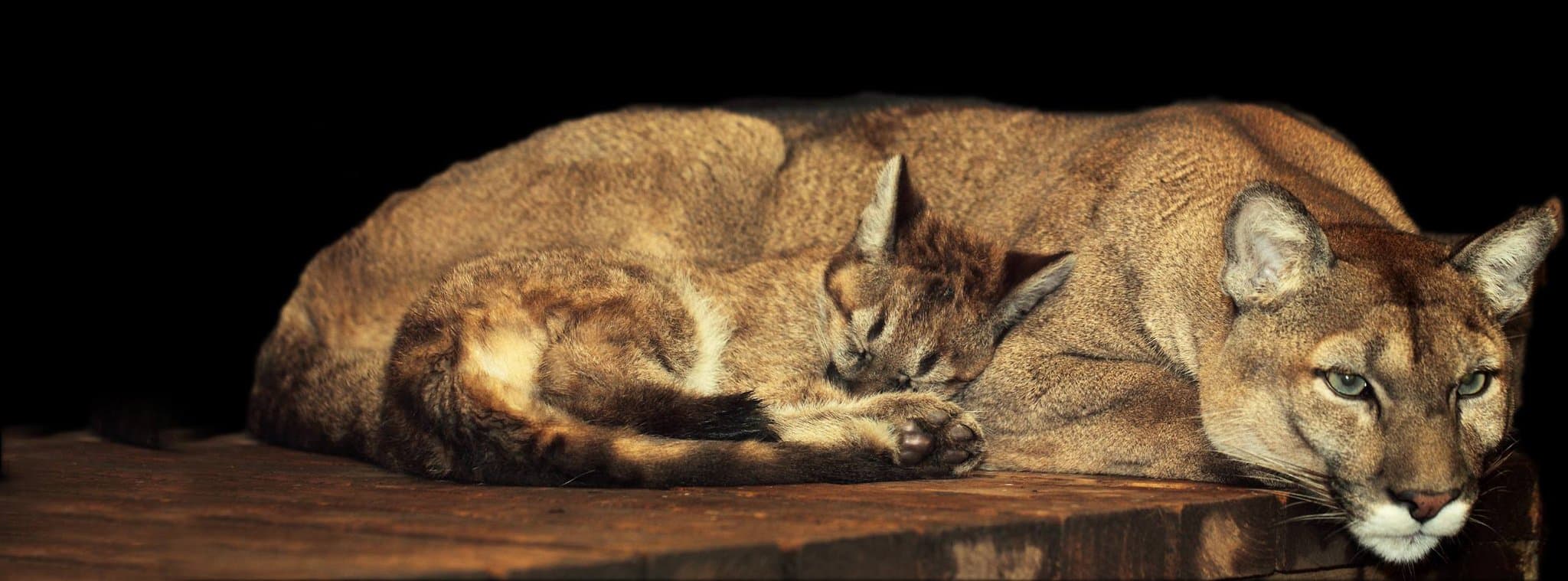 Exmoor Zoo - Photo