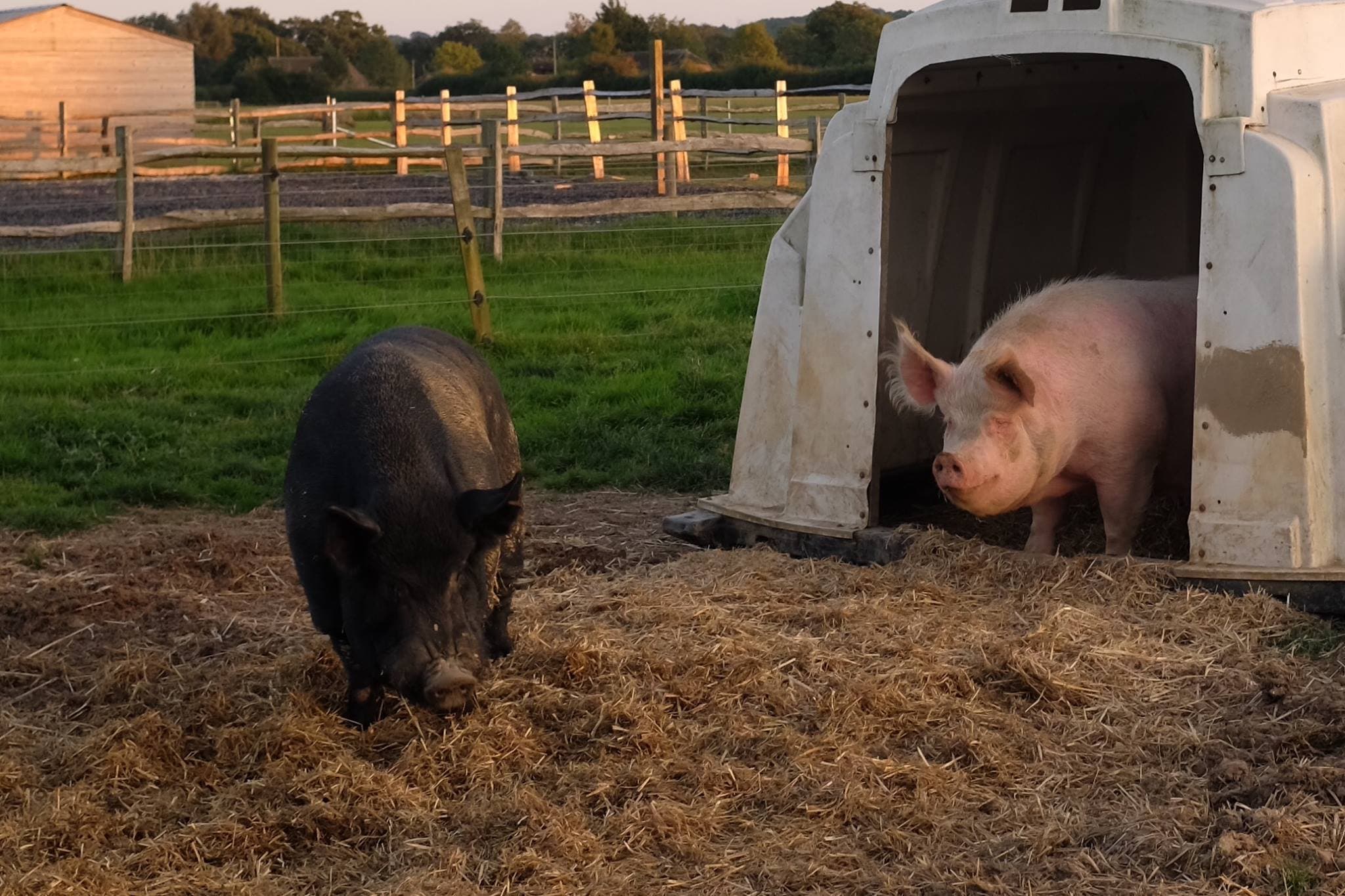 Washbrooks Family Farm - Photo