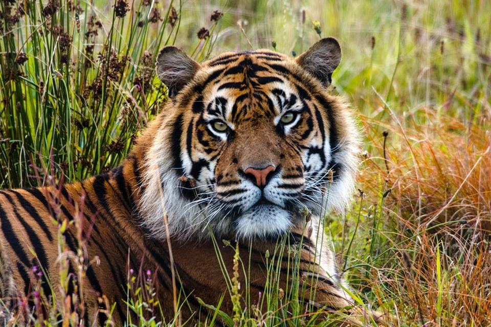 Manor Wildlife Park - Photo