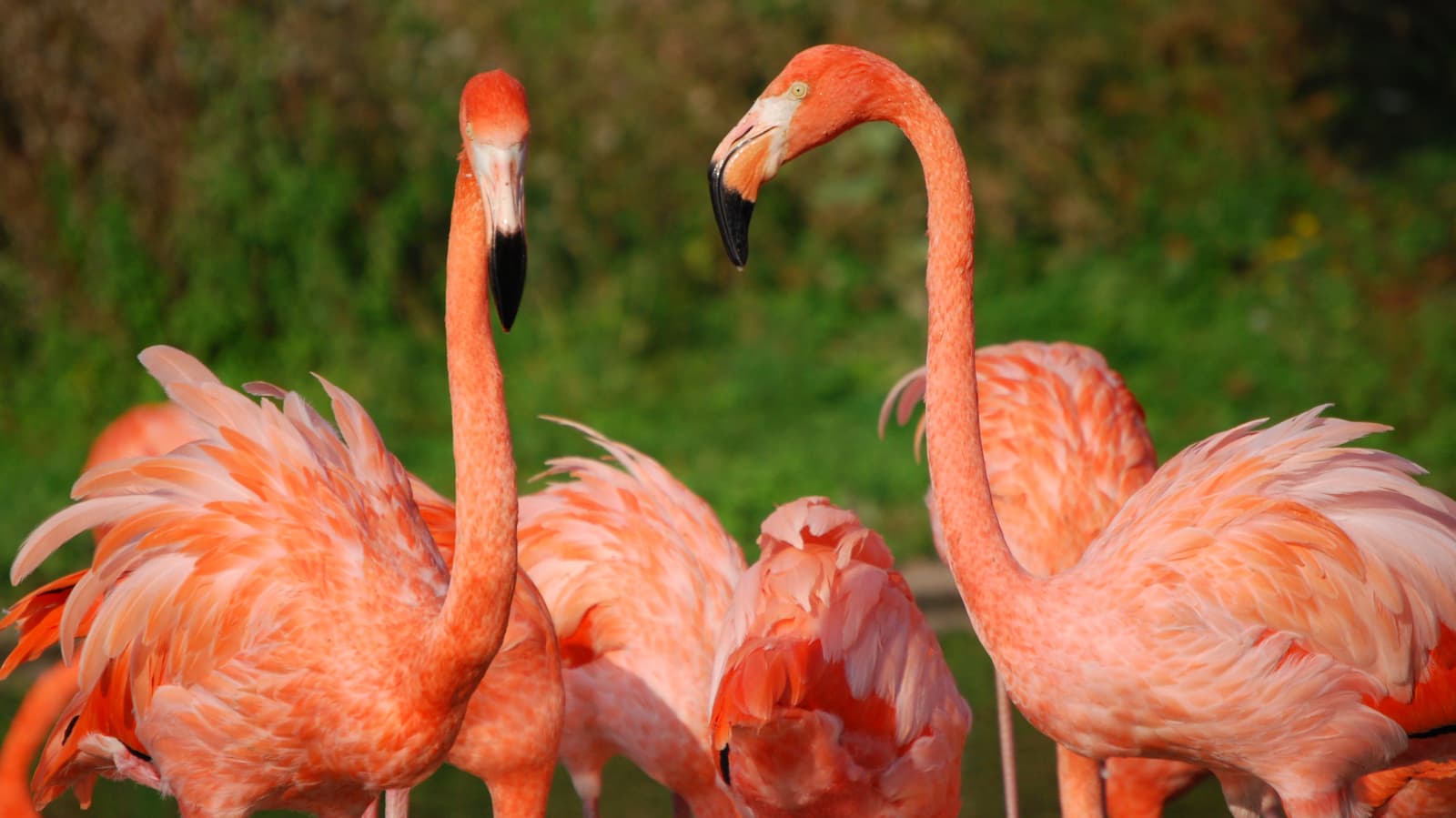 WWT Llanelli Wetland Centre - Photo