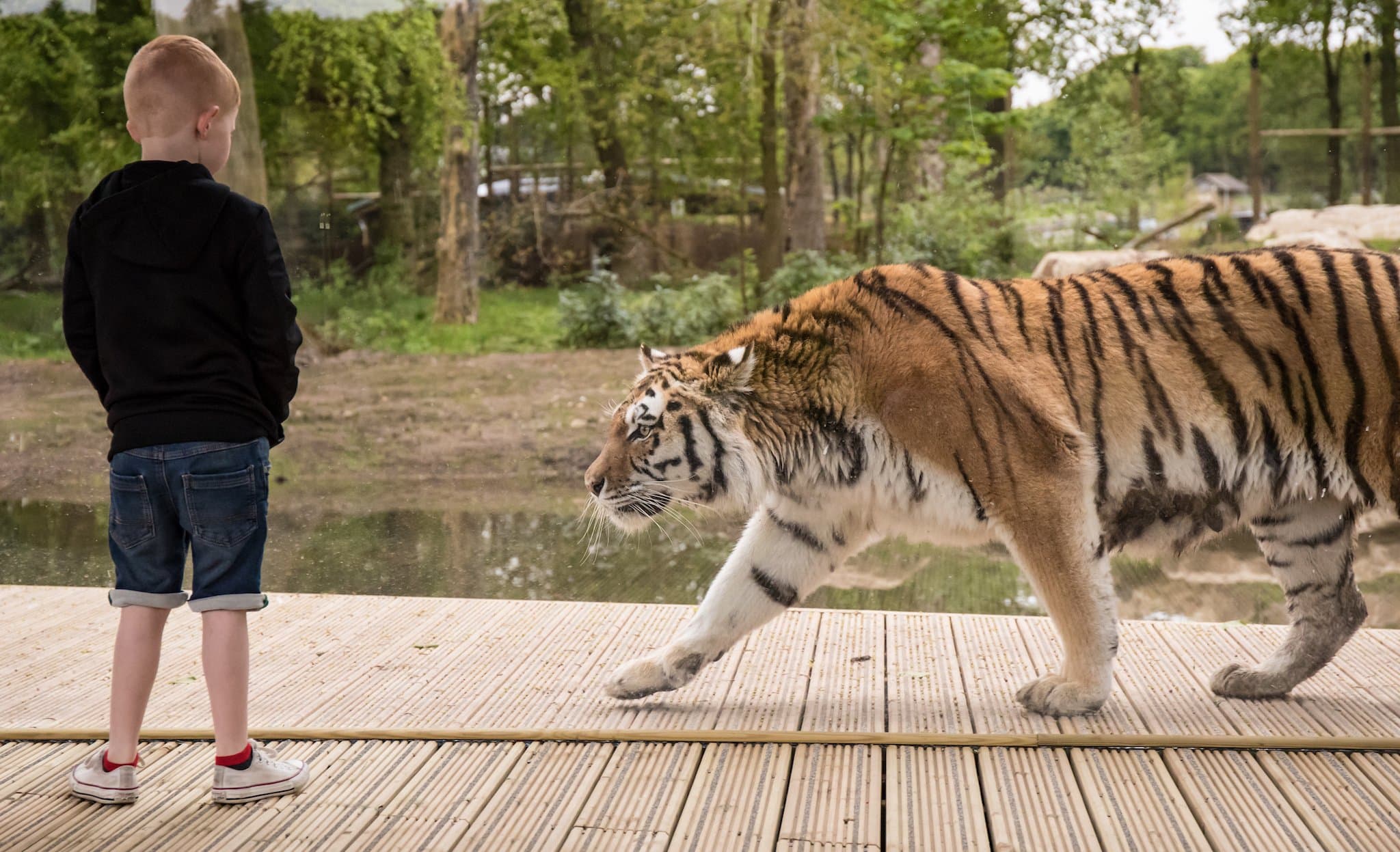 Knowsley Safari Park