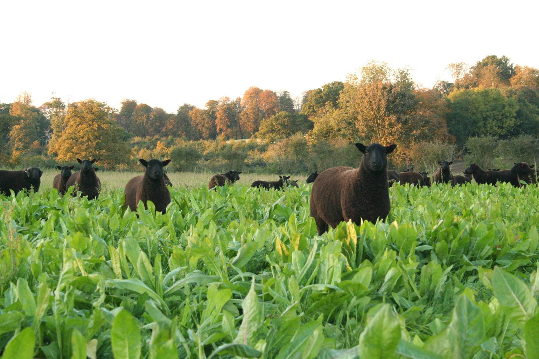 Church Farm