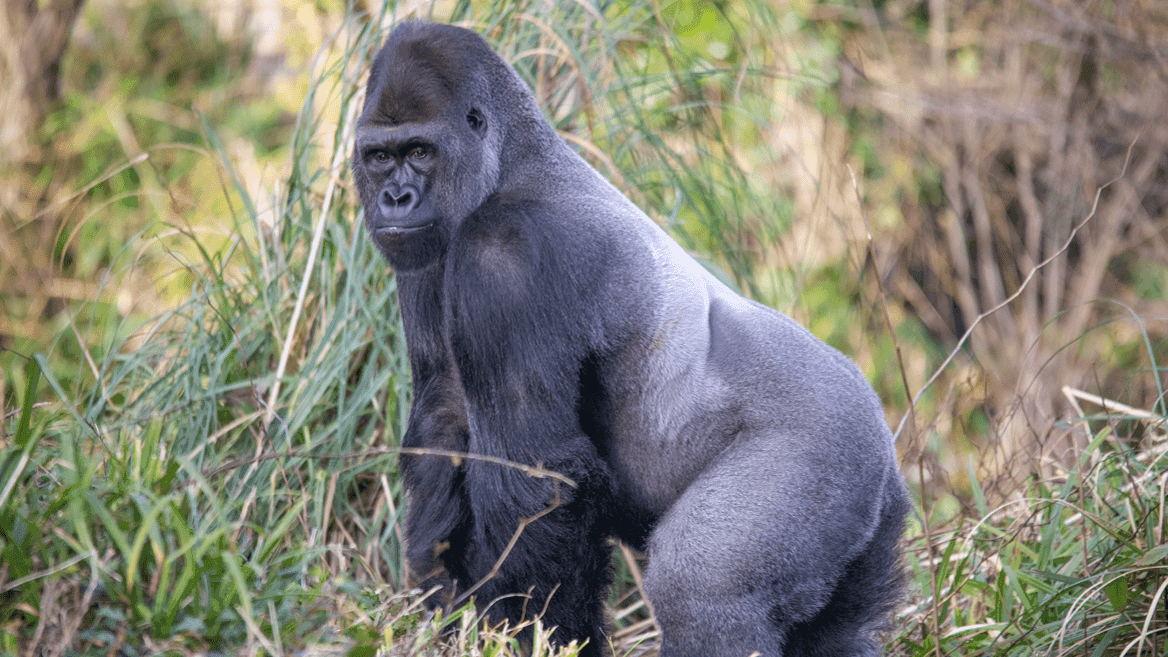 Paignton Zoo - Photo